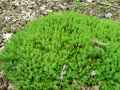 Sedum sexangulare