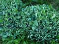 Sedum spectabile