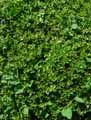 Sedum spurium