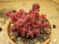 Sedum stahlii
