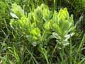 Sedum telephium