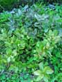 Sedum telephium ssp. maximum