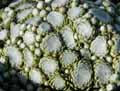Sempervivum arachnoideum
