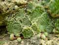 Sempervivum ciliosum