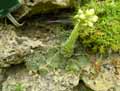 Sempervivum ciliosum