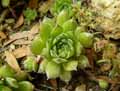 Sempervivum marmoreum