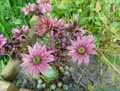 Sempervivum montanum