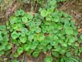Umbilicus rupestris