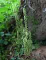 Umbilicus rupestris