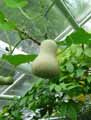 Cucurbitaceae-Benincasa-hispida-Courge-cireuse.jpg