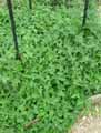 Cucurbitaceae-Bryonia-alba-Bryone-blanche.jpg
