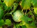 Cucurbitaceae-Cucurbita-ficifolia-Gourde-de-Malabar.jpg