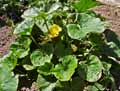 Cucurbita maxima