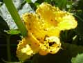 Cucurbita maxima