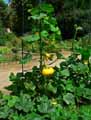 Cucurbita maxima