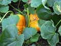 Cucurbita maxima
