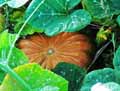 Cucurbitaceae-Cucurbita-maxima-Potiron.jpg