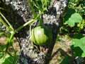 Cucurbitaceae-Cucurbita-pepo-Coloquinte-Coloquinte-Courge-decorative.jpg