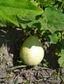 Cucurbitaceae-Cucurbita-pepo-Courge-spaghetti-Courge-spaghetti.jpg