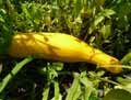Cucurbitaceae-Cucurbita-pepo-Courgette-jaune-Courgette-jaune.jpg