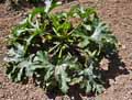Cucurbitaceae-Cucurbita-pepo-Courgette.jpg