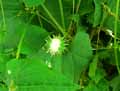 Cyclanthera brachystachia