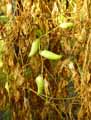Cyclanthera pedata