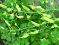 Cyclanthera pedata