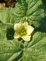 Ecballium elaterium