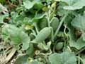 Ecballium elaterium