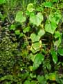 Sechium edule