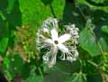 Trichosanthes anguina
