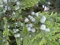 Chamaecyparis lawsoniana