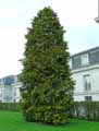 Chamaecyparis lawsoniana