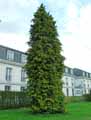 Chamaecyparis lawsoniana