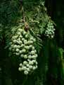 Chamaecyparis lawsoniana