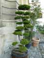Cupressaceae-Chamaecyparis-obtusa-Hinoki-faux-Cypres-Cypres-du-Japon.jpg