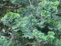 Chamaecyparis obtusa Nana