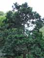 Cupressaceae-Chamaecyparis-obtusa-Nana-Cypres-hinoki-nain.jpg