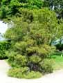 Cupressaceae-Chamaecyparis-pisifera-Filifera-Sawara.jpg