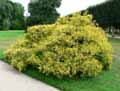 Cupressaceae-Chamaecyparis-pisifera-aurea-Faux-Cypres-Cypres-a-pois-Cypres-porte-pois.jpg