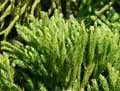 Cupressaceae-Cryptomeria-japonica-Globosa-Nana-Sugi-Cryptomeria-du-Japon-Cypres-du-Japon-Cedre-du-Japon.jpg