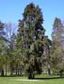 Cupressaceae-Cupressocyparis-leylandii-Cypres-de-Leyland.jpg