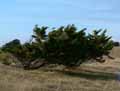 Cupressus macrocarpa