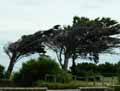 Cupressus macrocarpa