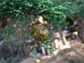 Cupressus macrocarpa