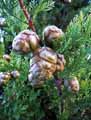 Cupressus sempervirens