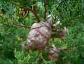 Cupressaceae-Cupressus-sempervirens-Cypres-d-Italie-Cypres-sempervirent-Cypres-de-Provence.jpg