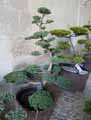 Juniperus chinensis