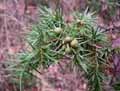 Juniperus communis